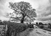 New Forest Pathway Photograph by Shirley Mitchell