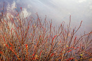New Growth, Spring Reflections. Photograph by Jeff Sinon