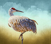 New Mexico Sandhill Crane Photograph by Rebecca Herranen