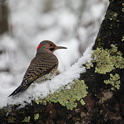 Northern Flicker on Snowy Branch Photograph by Charles Floyd