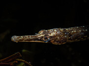 Northern Pipefish sparkles Photograph by Brian Weber