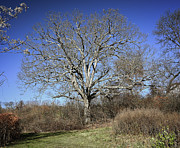 November Branches Photograph by Steven Nelson