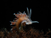 Nudibranch profile Photograph by Brian Weber