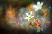 Ode to a Saxifrage Photograph by Ursula Abresch