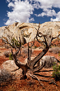 Old Tree along the Water Pocket Fold Photograph by Craig A Walker