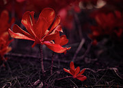 Orange Beach Cabbage Photograph by Gian Smith