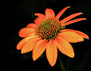 Orange Echinacea - black background Photograph by Robert Niemeier
