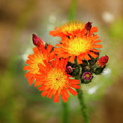 Orange Hawkweed - Hieracium aurantiacum Photograph by Mary Lee Dereske