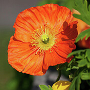 Orange poppy in springtime Photograph by Tatiana Travelways