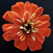 Orange Zinnia Photograph by Joy Garso