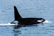 Orca 7A Photograph by Sally Fuller