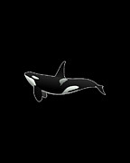 Orca Killer Whale Digital Art by Flippin Sweet Gear