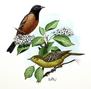 Orchard Oriole Painting by Don Balke