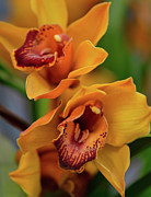 Orchids Yellow and Red Photograph by Abigail Diane Photography