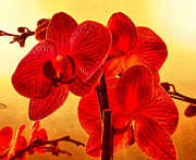 Orquideas in Red Photograph by Onedayoneimage Photography