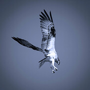 Osprey 107B Photograph by Sally Fuller