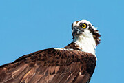 Osprey 109A Photograph by Sally Fuller