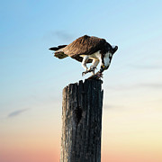 Osprey 12B Photograph by Sally Fuller