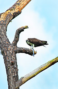 Osprey 14A Photograph by Sally Fuller