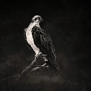 Osprey 17A Photograph by Sally Fuller