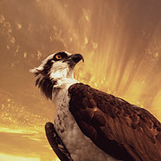 THE GUARDIAN Osprey 18A Photograph by Sally Fuller