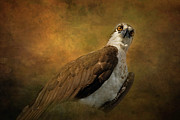 Osprey 19A Photograph by Sally Fuller
