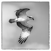 Osprey 22B Photograph by Sally Fuller