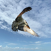 Osprey 2A Photograph by Sally Fuller