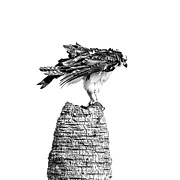 Osprey 33A Photograph by Sally Fuller