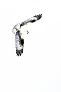 Osprey 34A Photograph by Sally Fuller
