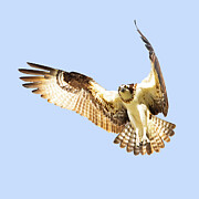 Osprey 47A Photograph by Sally Fuller