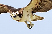 Osprey 50A Photograph by Sally Fuller