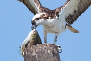 Osprey-52C Photograph by Sally Fuller