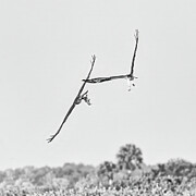 Osprey 80B Photograph by Sally Fuller