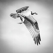 Osprey 84C Photograph by Sally Fuller