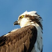 Osprey 85A Photograph by Sally Fuller