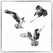 OSPREY BALLET Osprey-83-95-98C Photograph by Sally Fuller