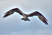 Osprey Bird in Flight at Green Cay Wetlands in Boynton beach Florida Photograph by David McKinney