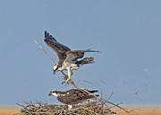 Osprey Couple At Nest Photograph by Susan Candelario