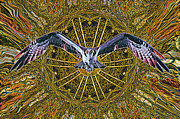 Osprey design Mixed Media by David McKinney