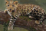 Painting of a relaxing baby leopard Digital Art by Nature Oil Painting