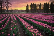 Painting of a vibrant tulip field Digital Art by Nature Oil Painting