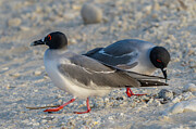 Pair of Swallow-tailed Gulls Exchange Duty over Egg Photograph by Nancy Gleason