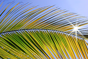 Palm leaf on sunshine Photograph by Severija Kirilovaite