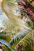 Palm Leaf Study in Sunlight Photograph by Tatiana Travelways