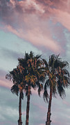 California Pink Washed Palm Tree Sky Photograph by Abigail Diane Photography