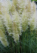 Pampas Grass Ticklers Photograph by D Lee