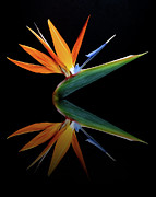 Paradise Reflection Photograph by Gina Fitzhugh