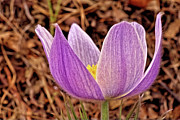 Pasque Flower Photograph by Bob Falcone