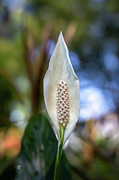 Peace Lily Photograph by Charles Hite